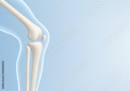 Leg bone in the transparent human body. Educational medical illustration of leg bones and knee. Biological and medical concept. Vector illustration
