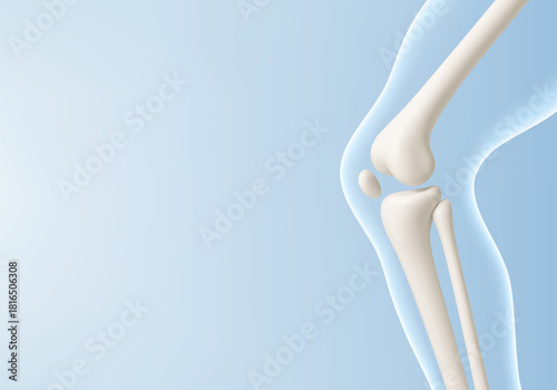 Leg bone in the transparent human body. Educational medical illustration of leg bones and knee. Biological and medical concept. Vector illustration
