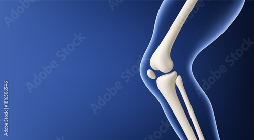 Leg bone in the transparent human body. Educational medical illustration of leg bones and knee. Biological and medical concept. Vector illustration
