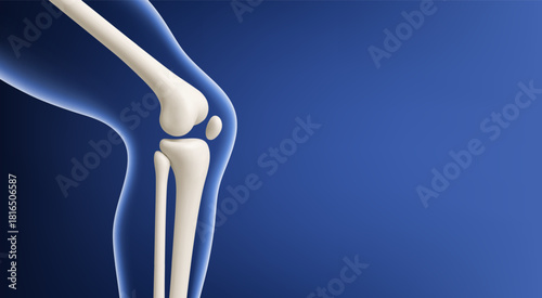 Leg bone in the transparent human body. Educational medical illustration of leg bones and knee. Biological and medical concept. Vector illustration