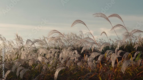 秋の早朝とススキ