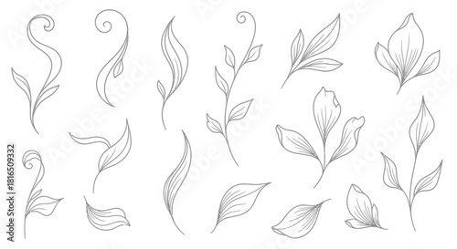 A beautiful collection of hand drawn botanical leaves and stems.