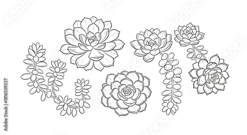 A beautiful collection of hand drawn succulent plant line art illustrations.
