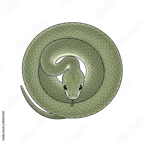 Coiled green snake focused on the main subject, ready to strike.