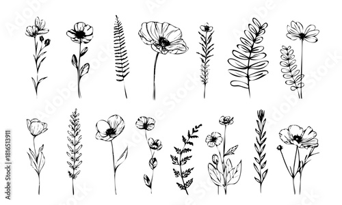 Elegant botanical line art illustration featuring stylized flowers, curved stems and natural floral elements arranged in a refined decorative composition.