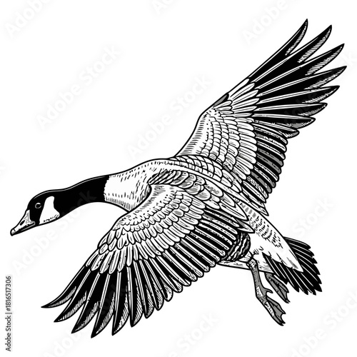 canadian goose duck hunting illustration logo vector image t shirt