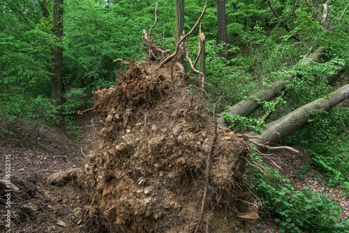 Broken fallen fell tree in forest