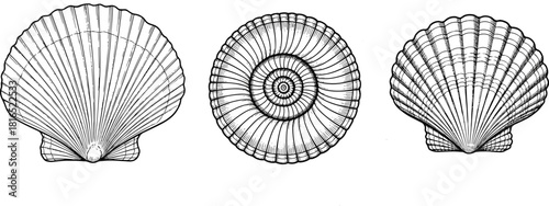 Hand drawn seashell collection vector illustration, vintage scallop and ammonite shell sketch, black and white marine life engraving, summer beach nature element design.