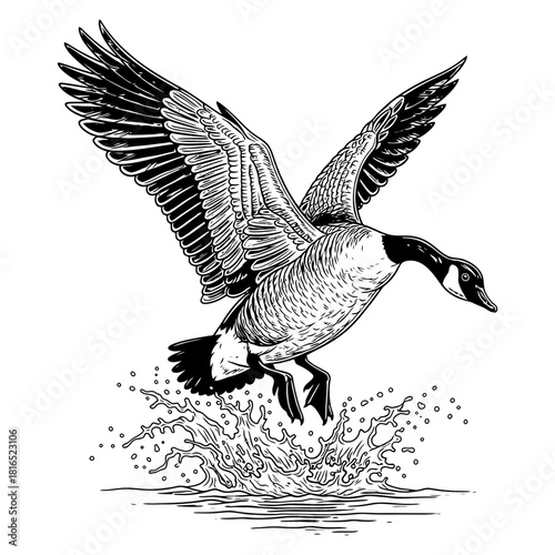 canadian goose duck hunting illustration logo vector image t shirt