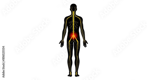 Human body silhouette showing the nervous system with a highlighted pain point in the lower back area