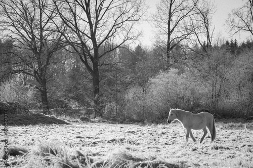Weißes Pferd in Schneelandschaft