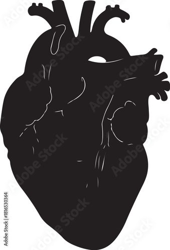 Silhouette of a Human Heart Anatomical Illustration for Healthcare, Medical, and Educational Purposes