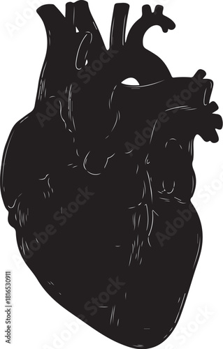 Anatomical human heart silhouette vector illustration for medical and scientific concepts. Black isolated organ drawing on a white background