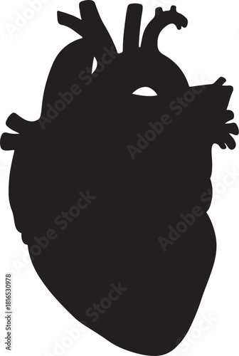 Anatomical human heart silhouette vector graphic. Isolated cardiology icon representing health, life, and medical science concept