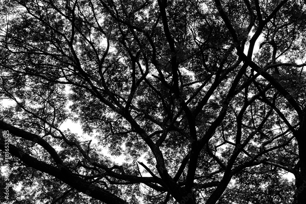 Fototapeta premium Nice green leaf and tree canopy