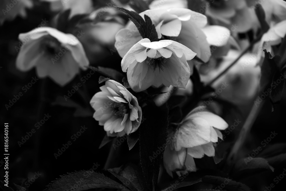 Fototapeta premium 春の花