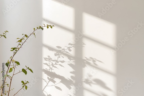 Minimal white wall with sunlight and leaf shadow pattern