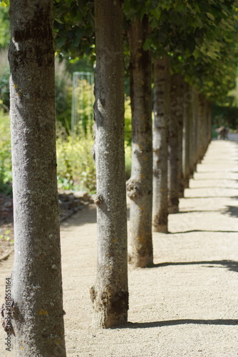 Eine Allee aus Bäumen in einem Park