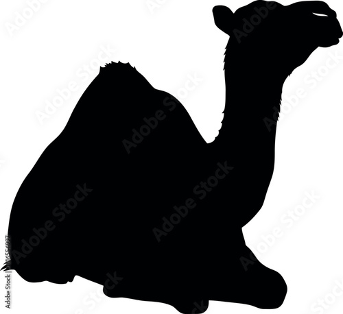 Black camel silhouette sitting desert animal