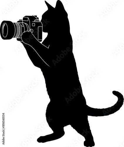 Cat photographer silhouette