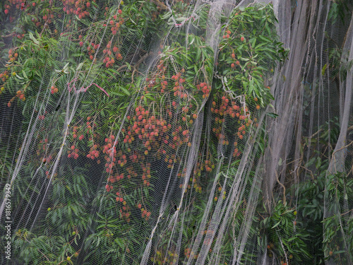 Net enveloping lychee tree to prevent bats from eating fruits