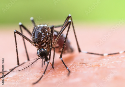 Aedes aegypti Mosquito. Close up a Mosquito sucking human blood,