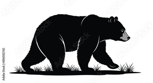 Bear walking illustration