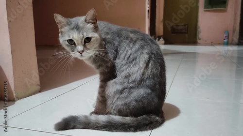 Graceful Cat in the Home: An eye-level, intimate shot of a grey cat, a serene scene. This image reveals a gentle glimpse of the feline's calm personality.