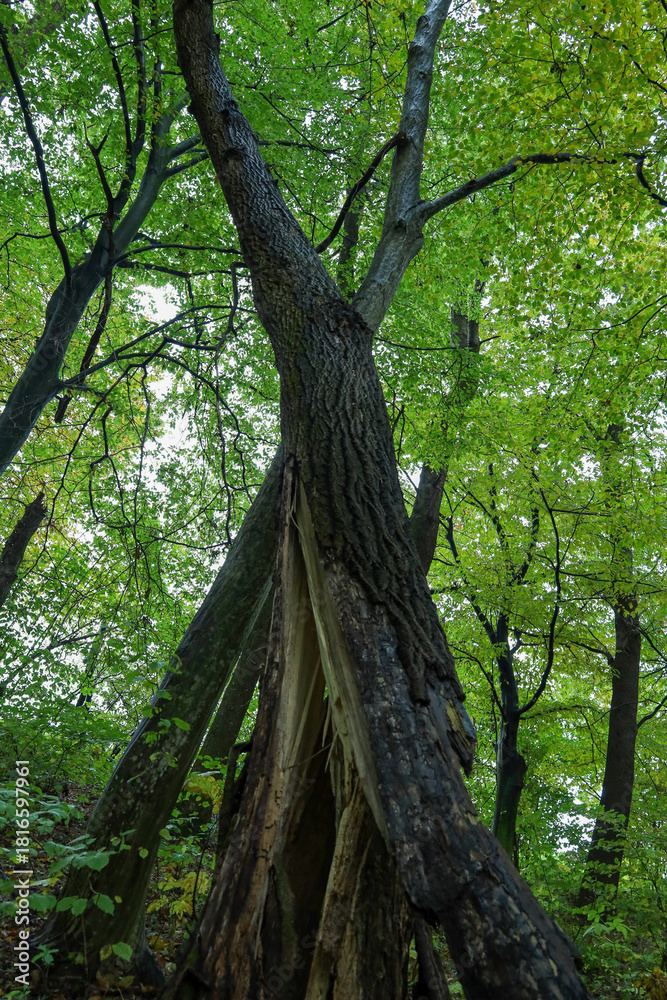 Fototapeta premium A powerful tree in the forest that has split in half, yet remains partially upright beneath the dense green foliage. The large crack reveals bright wood and forms an unusual V-shape.