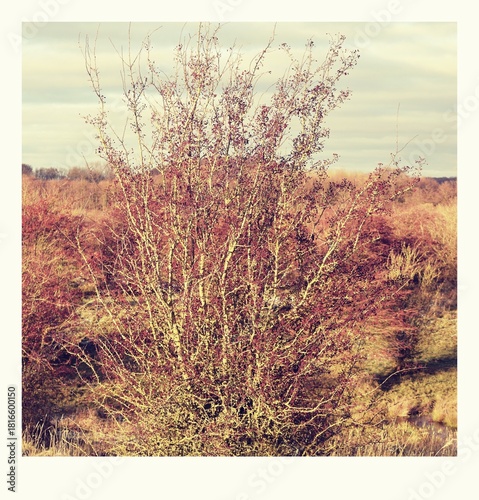 Augenblicke im herbst- / winterlichen Stiftungsland Winderatt