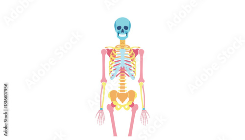 Colorful illustration of a human skeleton, showing the skull, ribcage, spine, arms, legs, and pelvis in shades of blue, pink, and yellow.