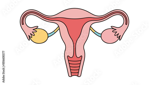 A simplified, colorful illustration depicting the female reproductive system, showcasing the uterus and ovaries.