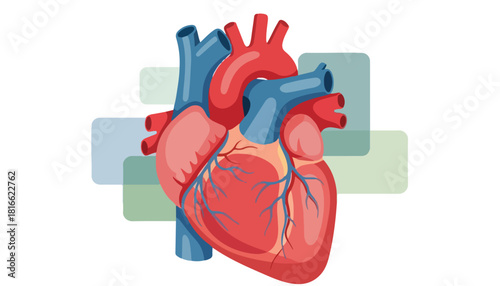 A vibrant illustration of a human heart, showcasing its anatomical structure and vital components.