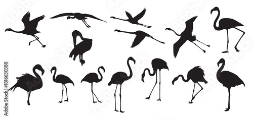  flamingo vector illustration