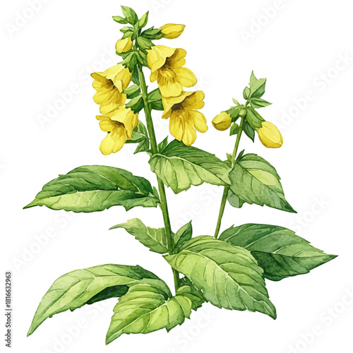 Yellow Archangel Flower, watercolor drawing vector, isolated on a white background.