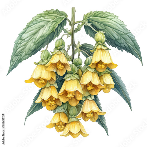 Yellow Archangel Flower, watercolor illustration vector, isolated on a white background.