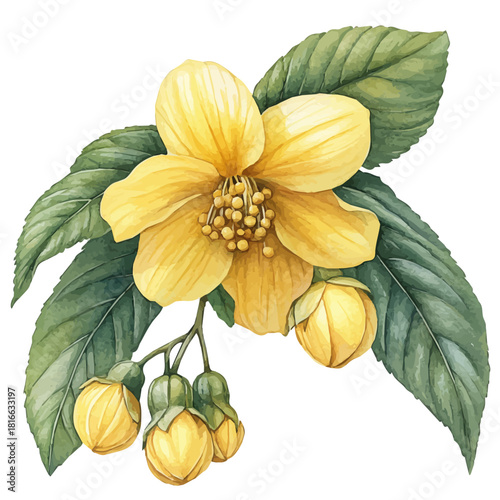 watercolor of Yellow Archangel Flower, vector, isolated on a white background.