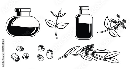 hand drawn jojoba oil vector