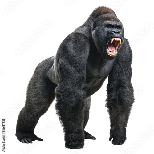 Fierce silverback gorilla roaring isolated on transparent background