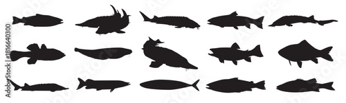 Set of fish vector illustration