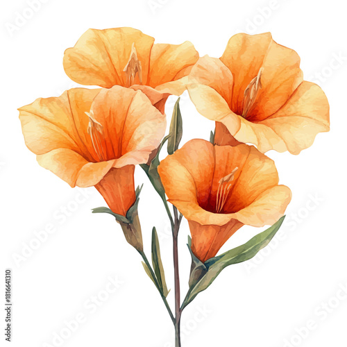 Trumpet Creeper Flower, watercolor vector, isolated on a white background.