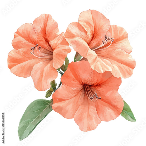 watercolor vector of Trumpet Creeper Flower, isolated on a white background.