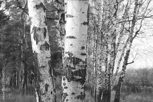 black-and-white photo with white birches