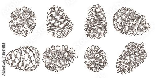 hand drawn pine cones vectors .