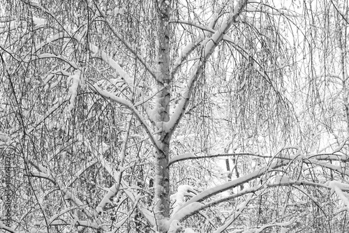 black-and-white photo with white birches