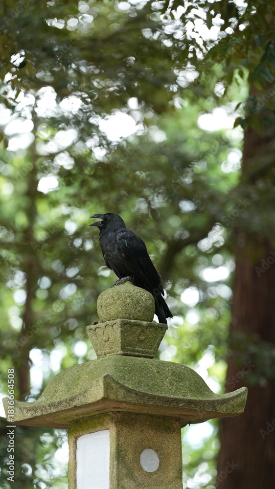 Fototapeta premium A black crow stopping on the stone for the rest