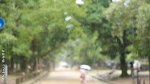 Fototapeta Naklejka Na Ścianę i Meble -  The quiet and beautiful park view with the green big old tree in the rainy day