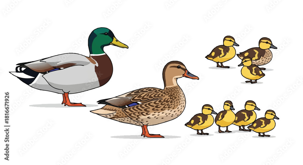 Obraz premium 2D flat illustration featuring a charming collection of colorful male and brown female Mallard ducks alongside several small fluffy yellow ducklings, isolated on a bright white background.