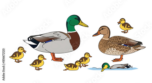 Colorful Mallard ducks family collection, featuring a drake, hen, and cute ducklings in various standing poses, rendered as a clean 2D flat style vector illustration on white.