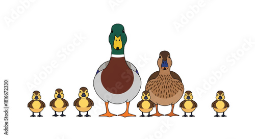 Mallard duck family portrait in 2D flat vector illustration style, featuring the adult parents and several small, adorable ducklings isolated on a bright white background.